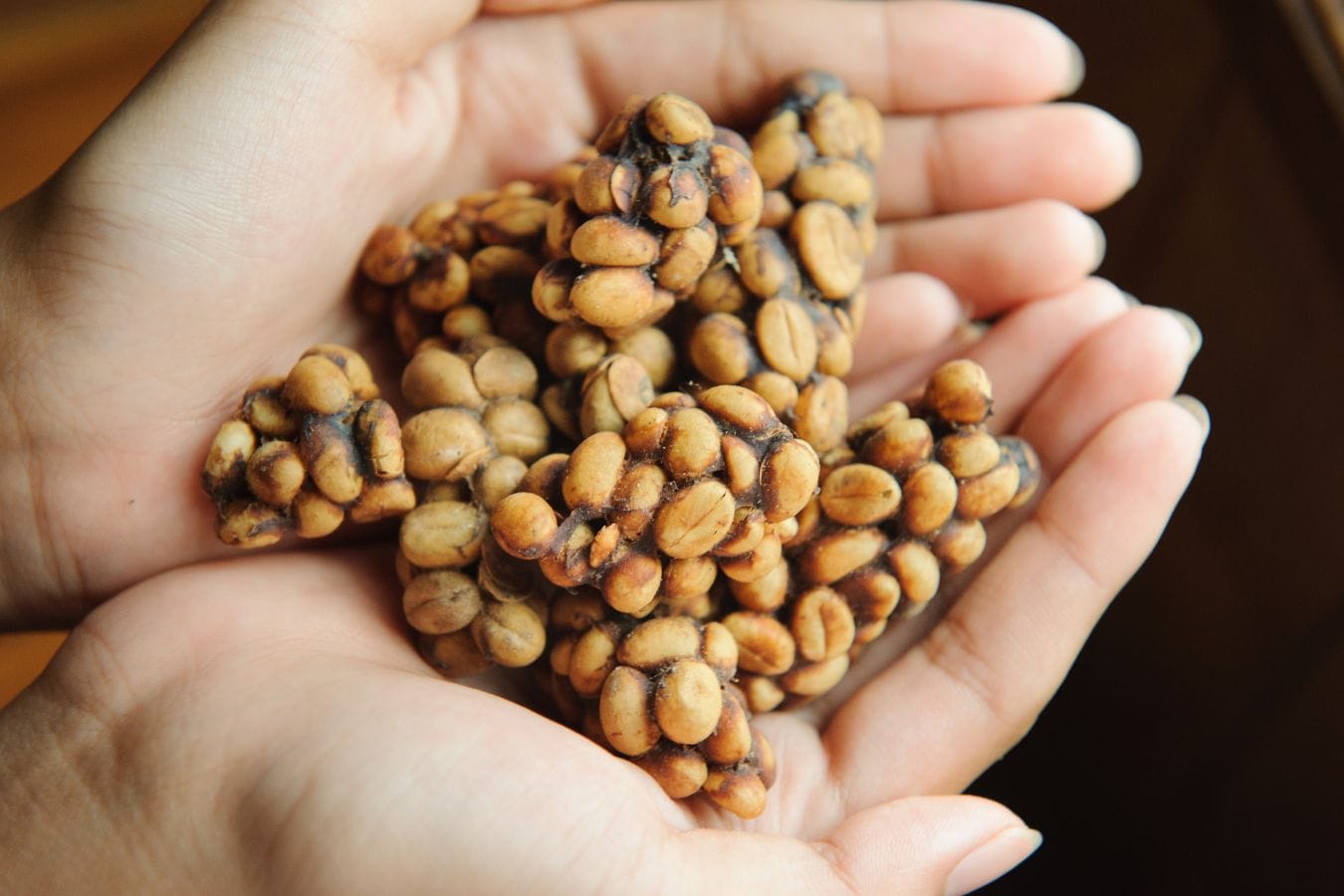 Vietnamese farmers discovering coffee beans